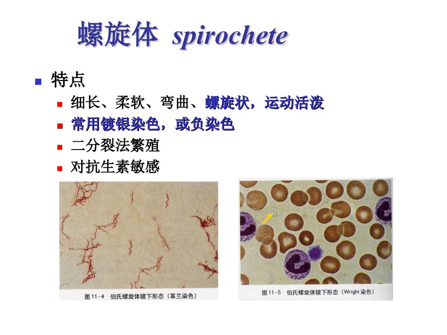 其他细胞型微生物ppt课件_第4页