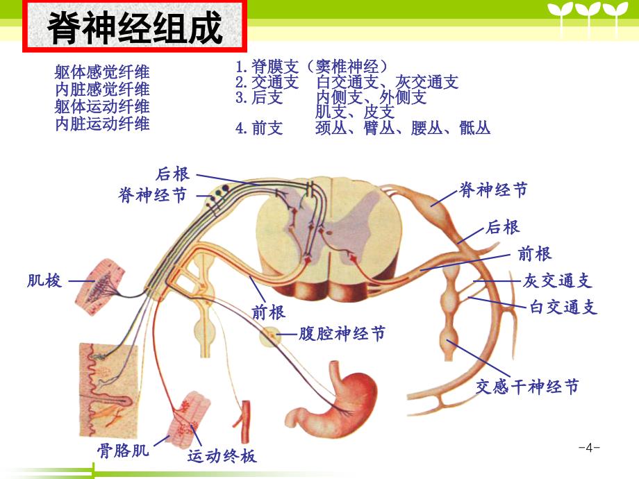 脊神经的解剖与临床李凌鑫ppt课件_第4页