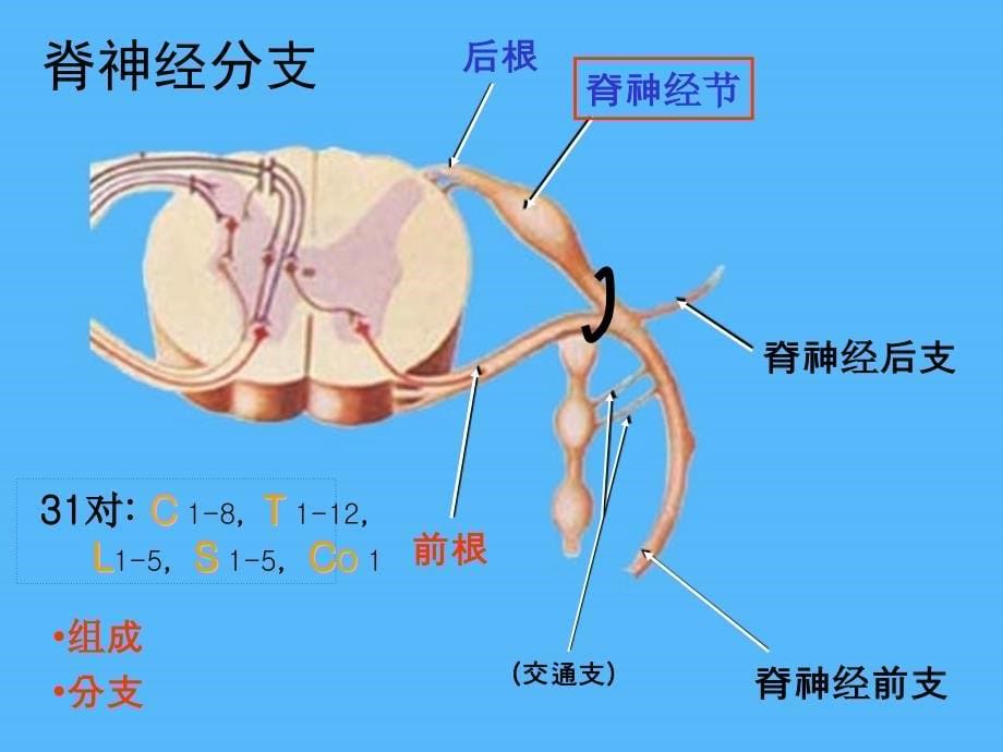 脊神经的解剖与临床李凌鑫ppt课件_第5页