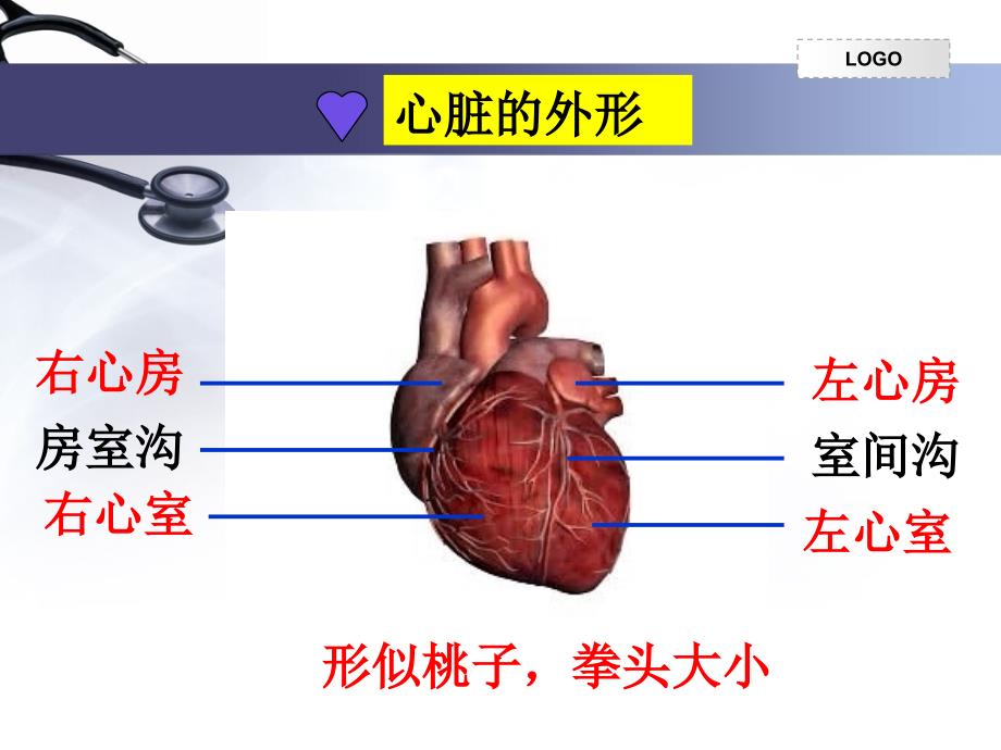 输送血液的泵——心脏何伟_第4页