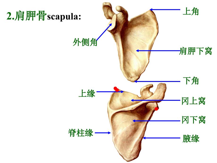 实验2上肢骨、下肢带骨课件_第2页