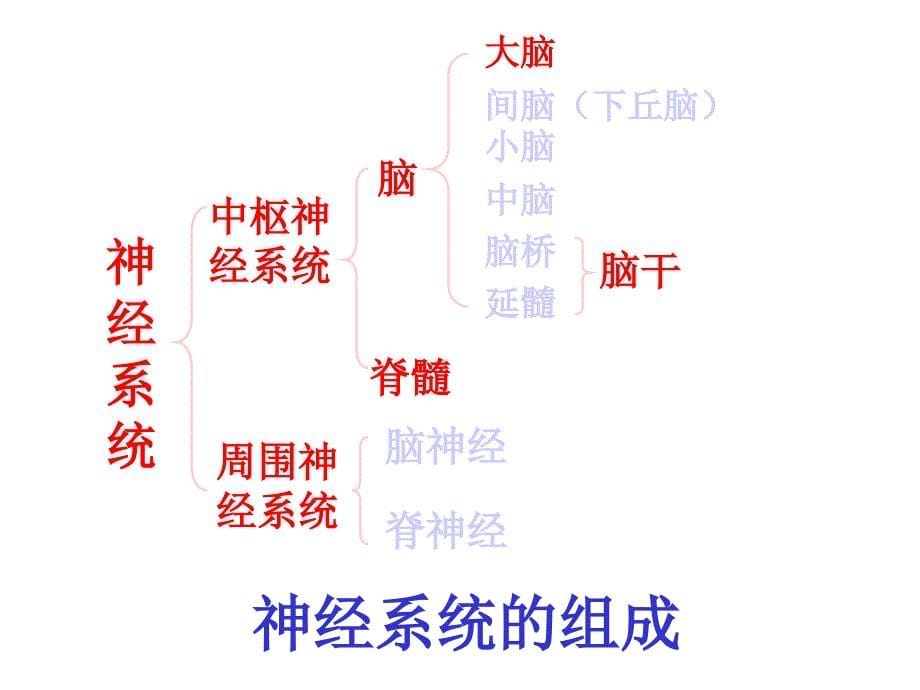 神经调节(公开课)ppt课件_第5页