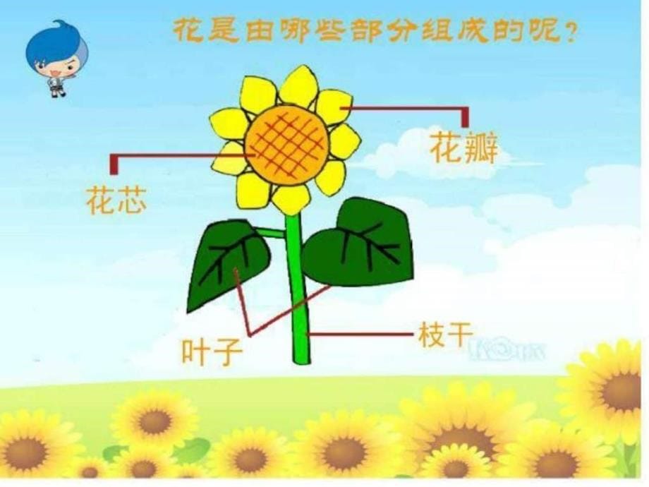 《美丽的花园》ppt课件_第5页