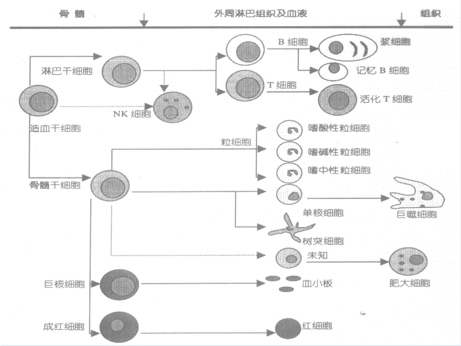 心身疾病预防与心理调节03免疫学相关内容_第4页