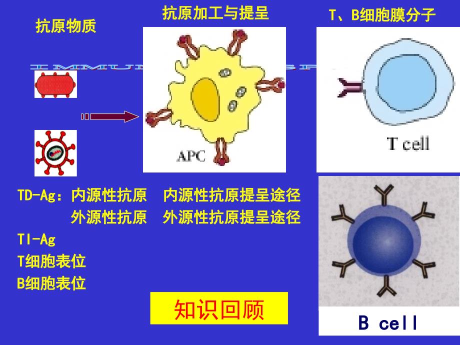 免疫应答西北医科大学_第1页