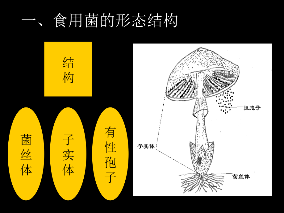 食用菌的形态与分类ppt课件_第4页