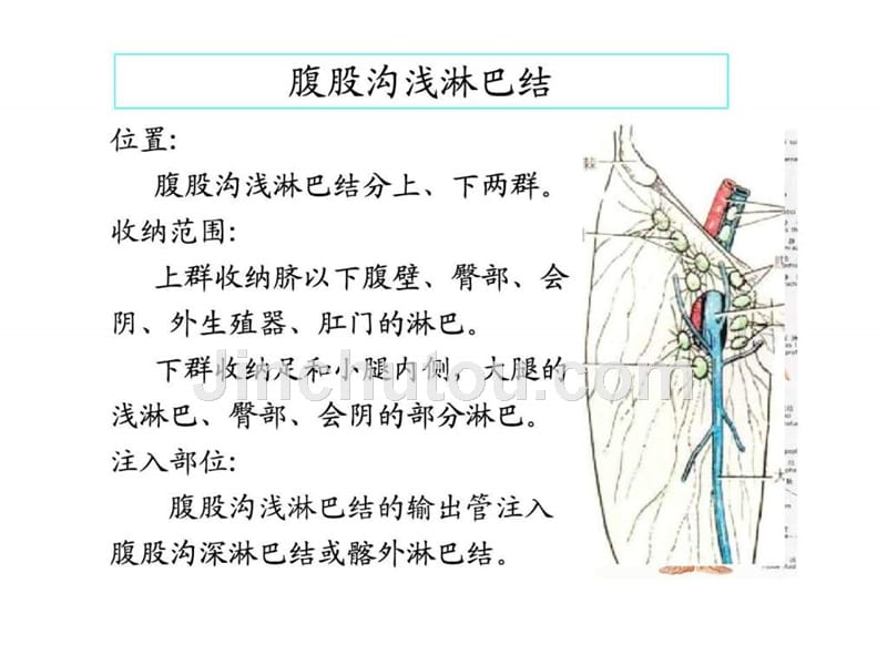 股静脉穿刺及下肢血管解剖演示文稿_第4页