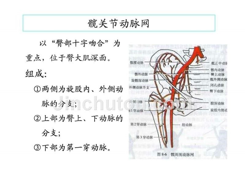 股静脉穿刺及下肢血管解剖演示文稿_第5页