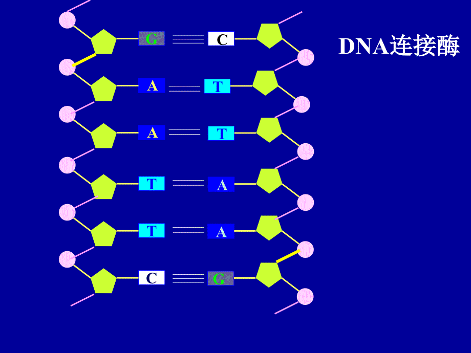 专题一基因工程的基本操作程序1_第2页