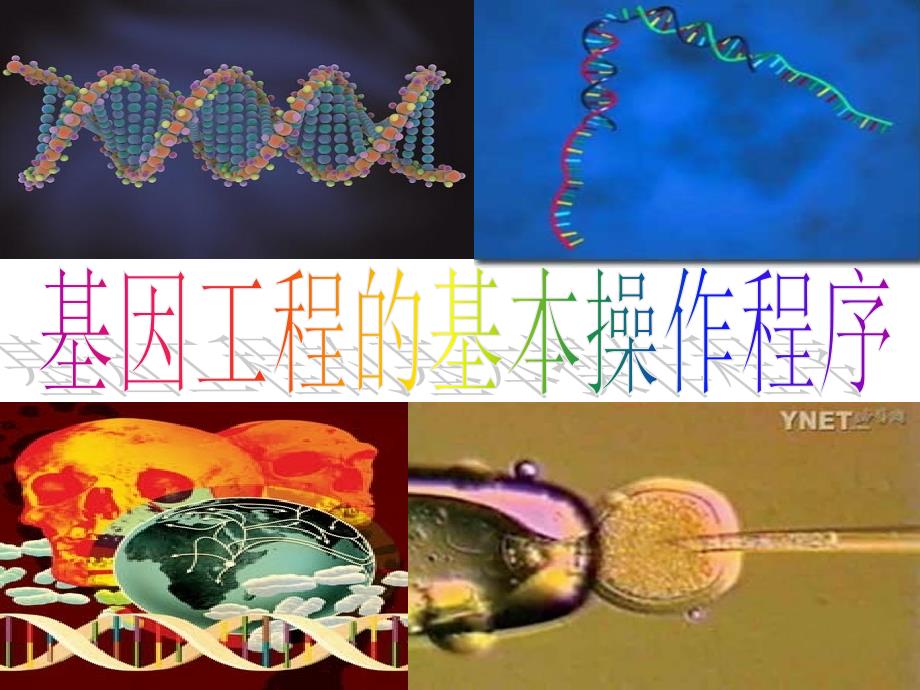 专题一基因工程的基本操作程序1_第4页