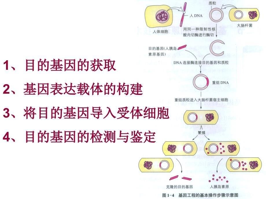 专题一基因工程的基本操作程序1_第5页