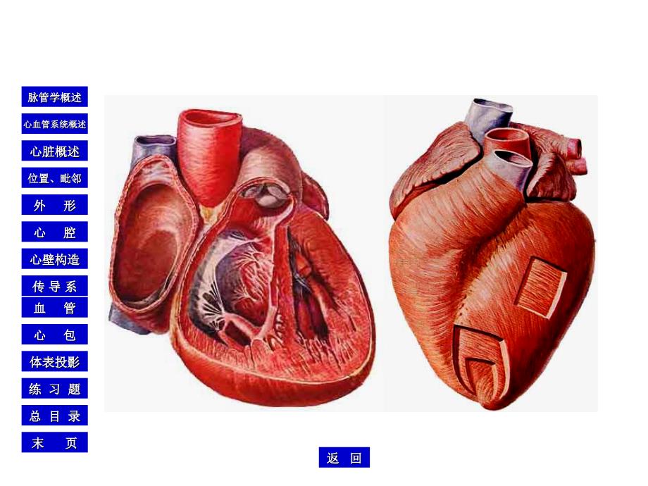 心脏的血管、神经和淋巴引流_第3页