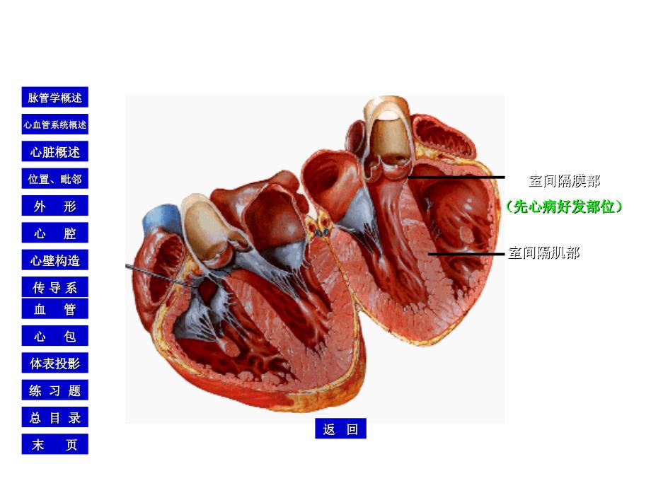 心脏的血管、神经和淋巴引流_第4页