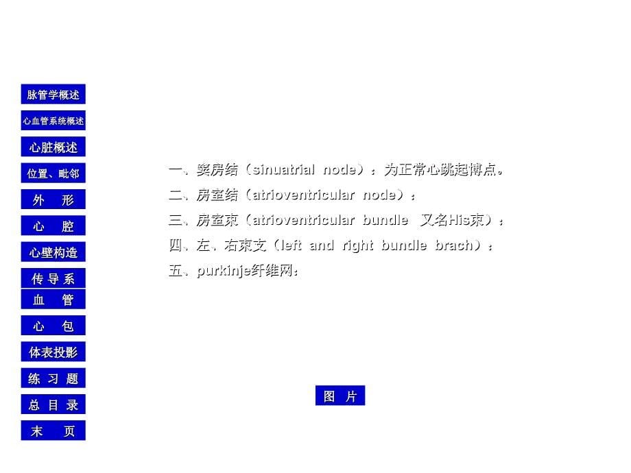 心脏的血管、神经和淋巴引流_第5页