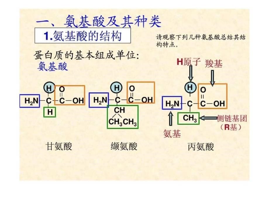 高中生物必修一《生命活动的主要承担者——蛋白质》课_第5页