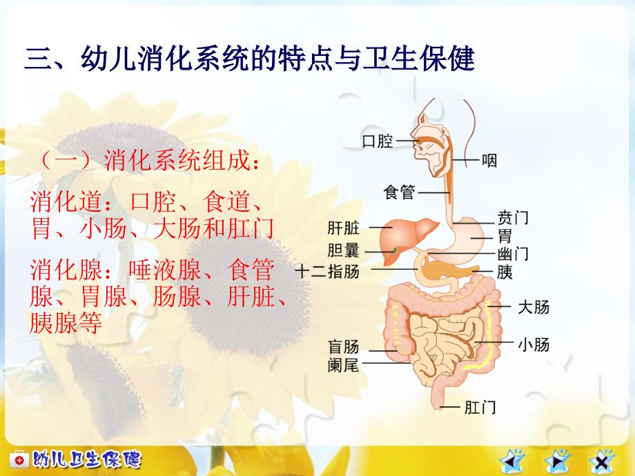 幼儿消化系统及卫生保健_第1页