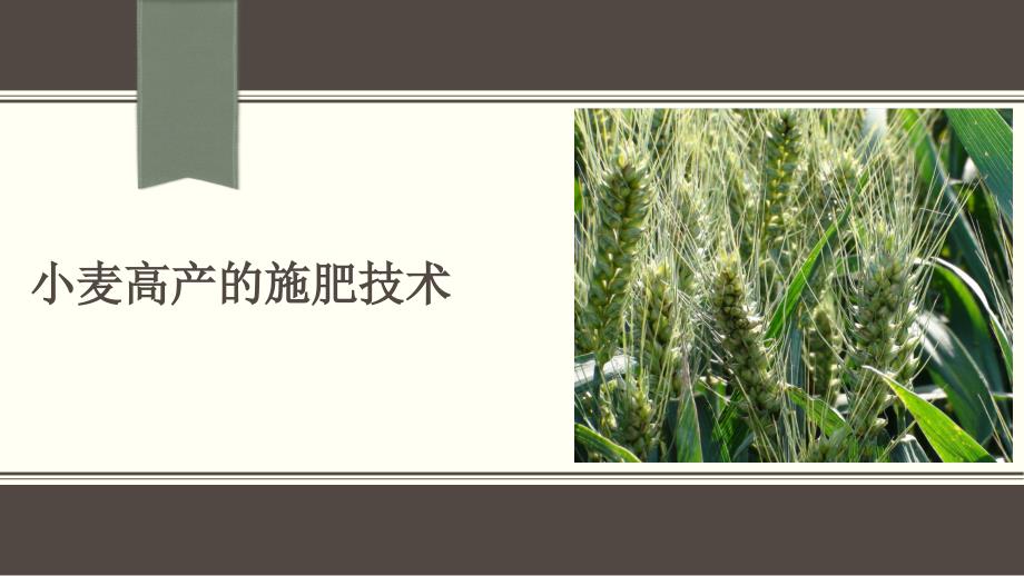 小麦高产的施肥技术_第1页