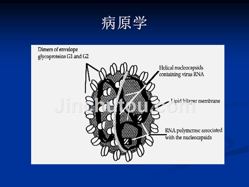 感染病学（上海交通大学）肾综合征出血热_第4页