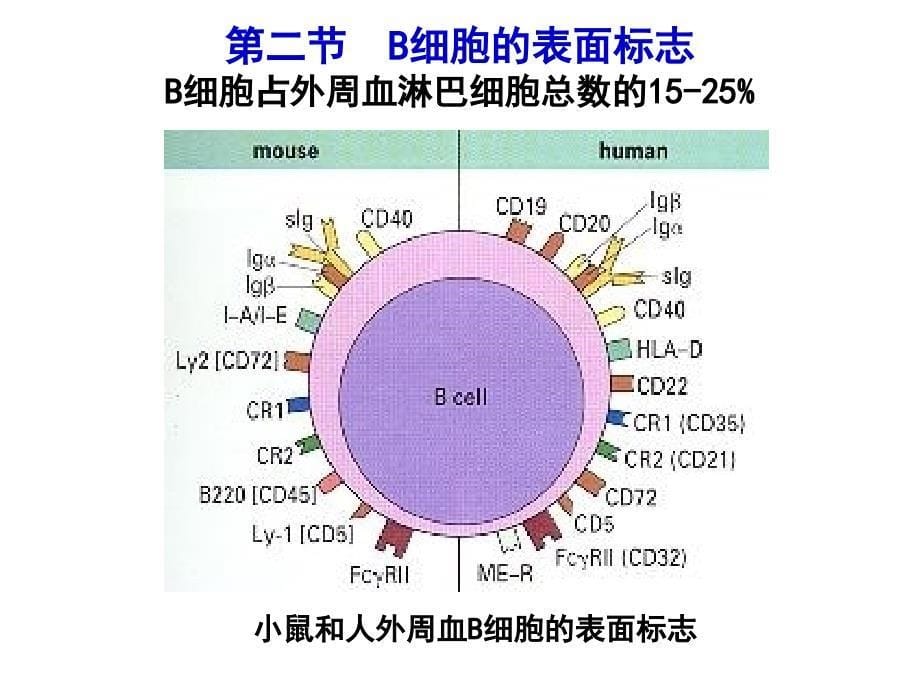 中国医科大学免疫适应性免疫细胞-b淋巴细胞_第5页