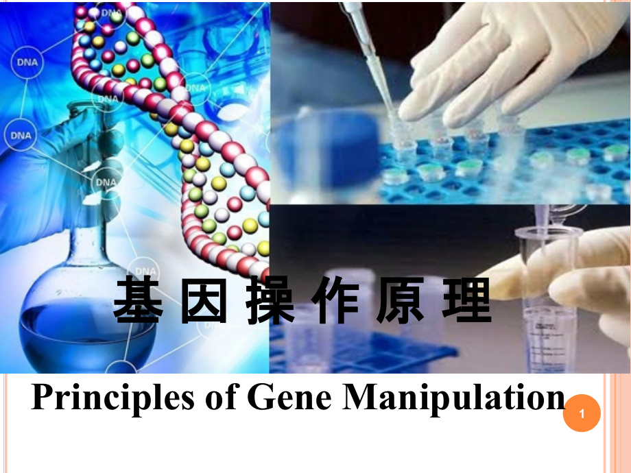 《基因操作技术-3》ppt课件_第1页