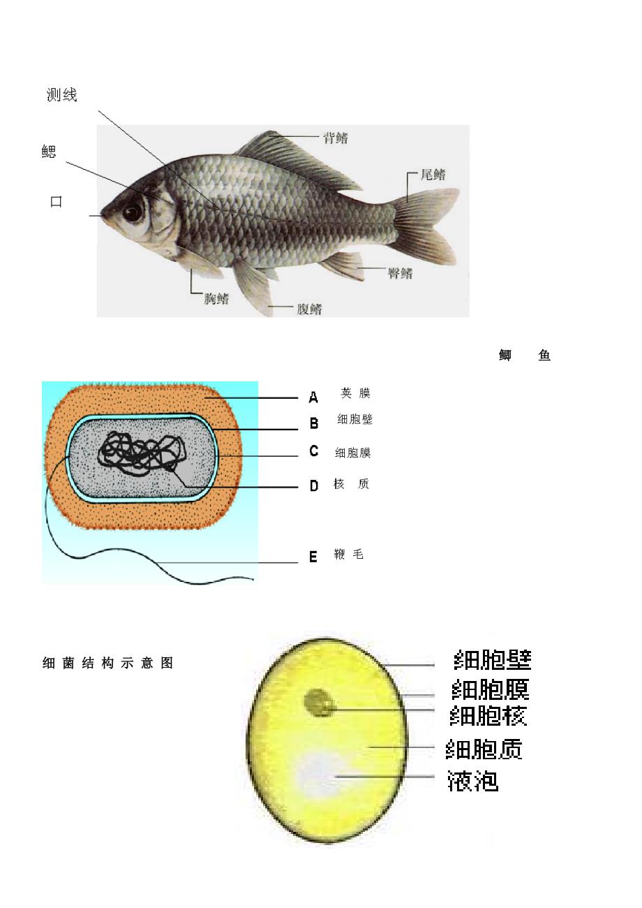 苏教版八年级生物全册知识点汇总_第4页