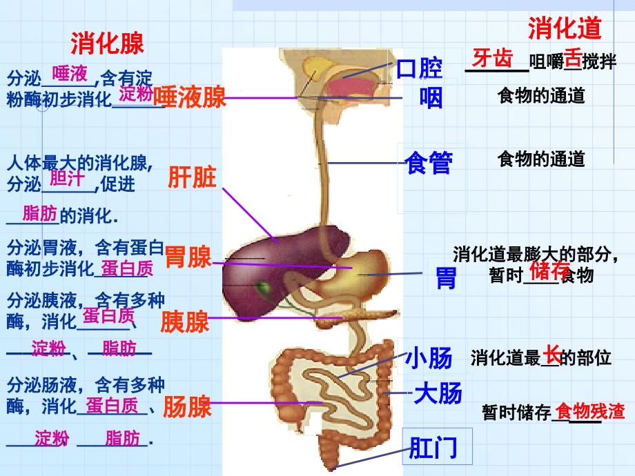 《人体对食物的消化和吸收》第2课时参考课件2_第2页