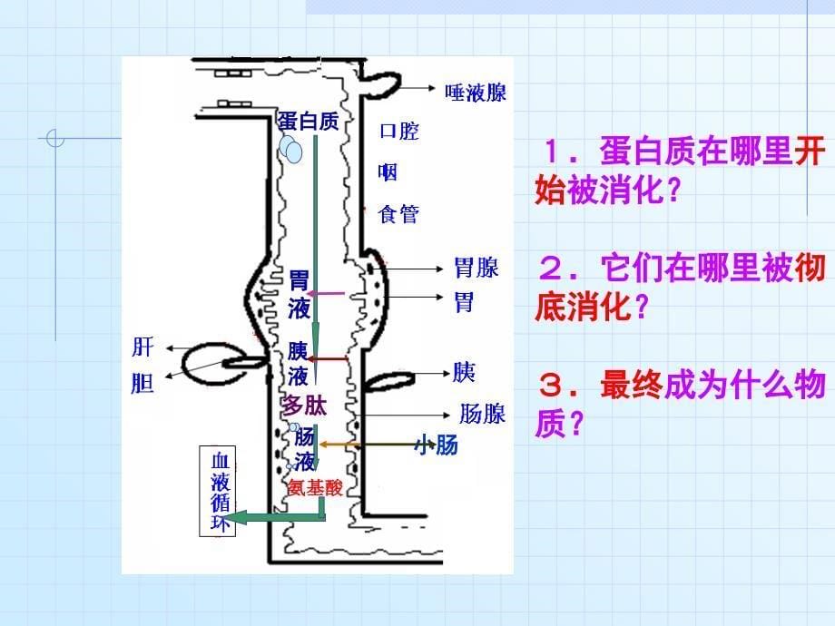 《人体对食物的消化和吸收》第2课时参考课件2_第5页