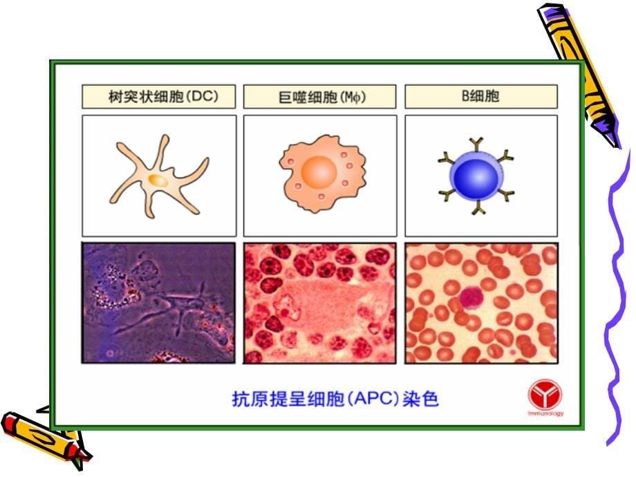 中西医结合免疫学第十一章抗原提呈细胞与抗原的处理及提呈_第5页