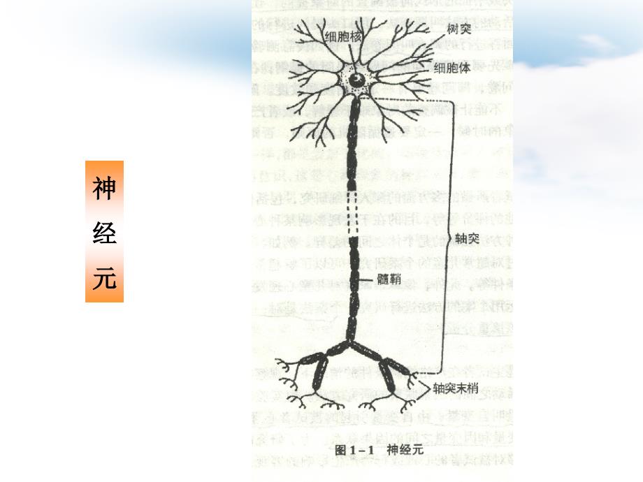 心理的生理基础ppt课件_第3页