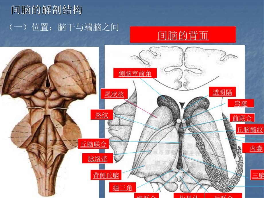 间脑病变的定位诊ppt课件_第3页