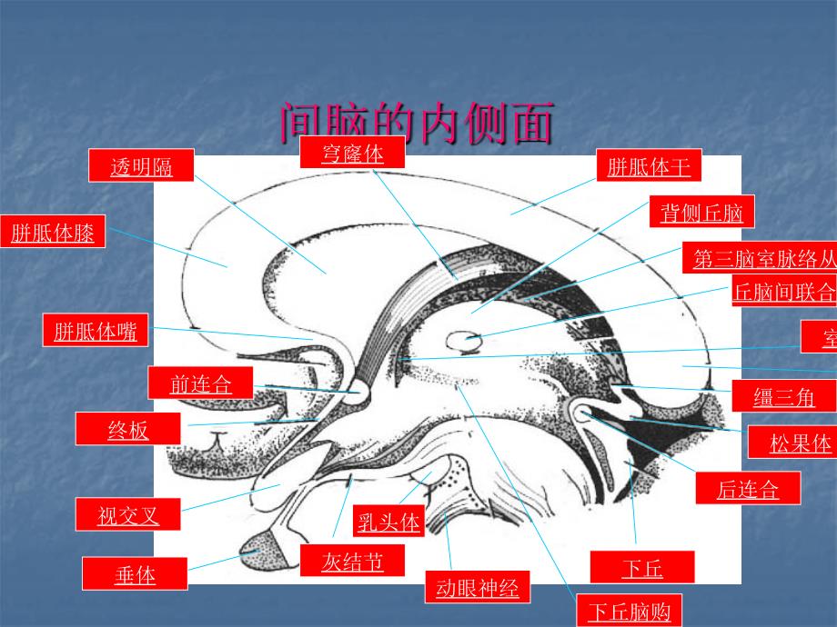 间脑病变的定位诊ppt课件_第4页