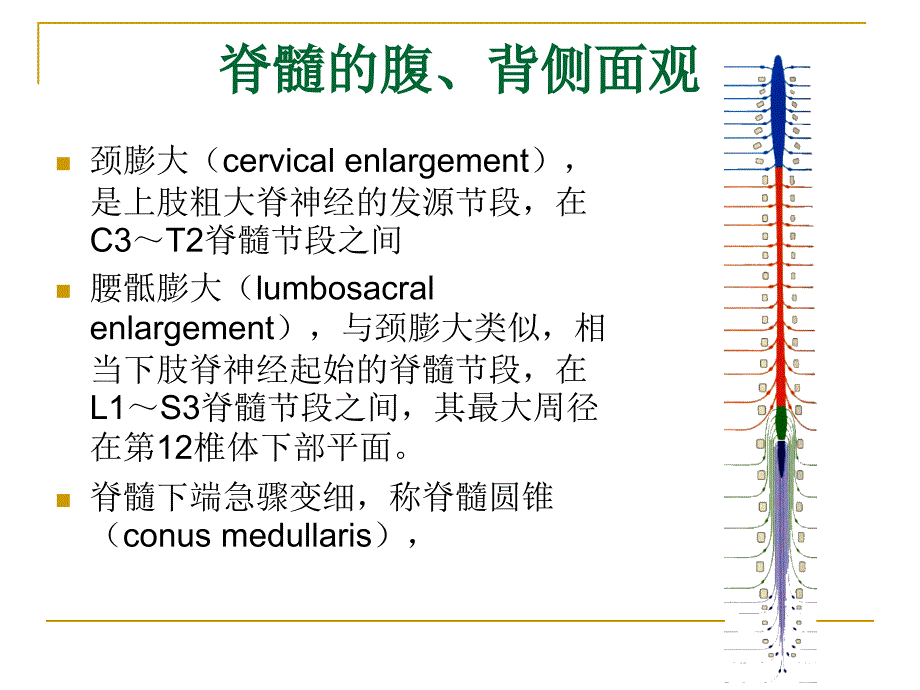 中枢神经系统概观课件_第4页