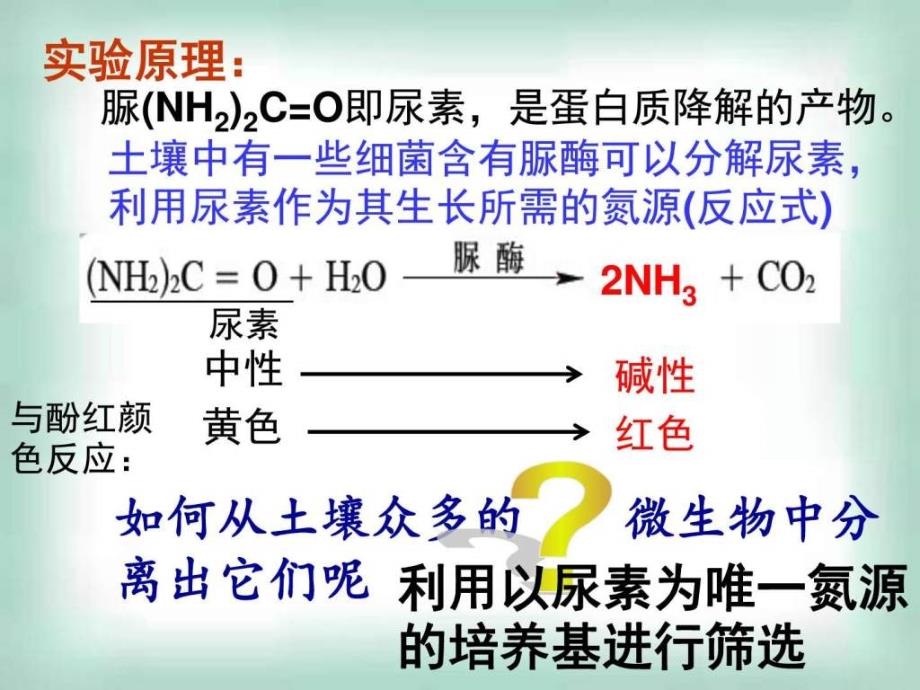 实验2分离以尿素为氮源的微生物_第2页