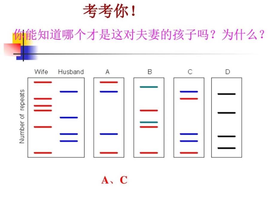 一师一优课,生物2.3《遗传信息携带者——核酸》课件(_第2页