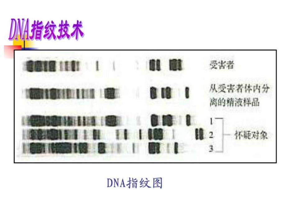 一师一优课,生物2.3《遗传信息携带者——核酸》课件(_第4页