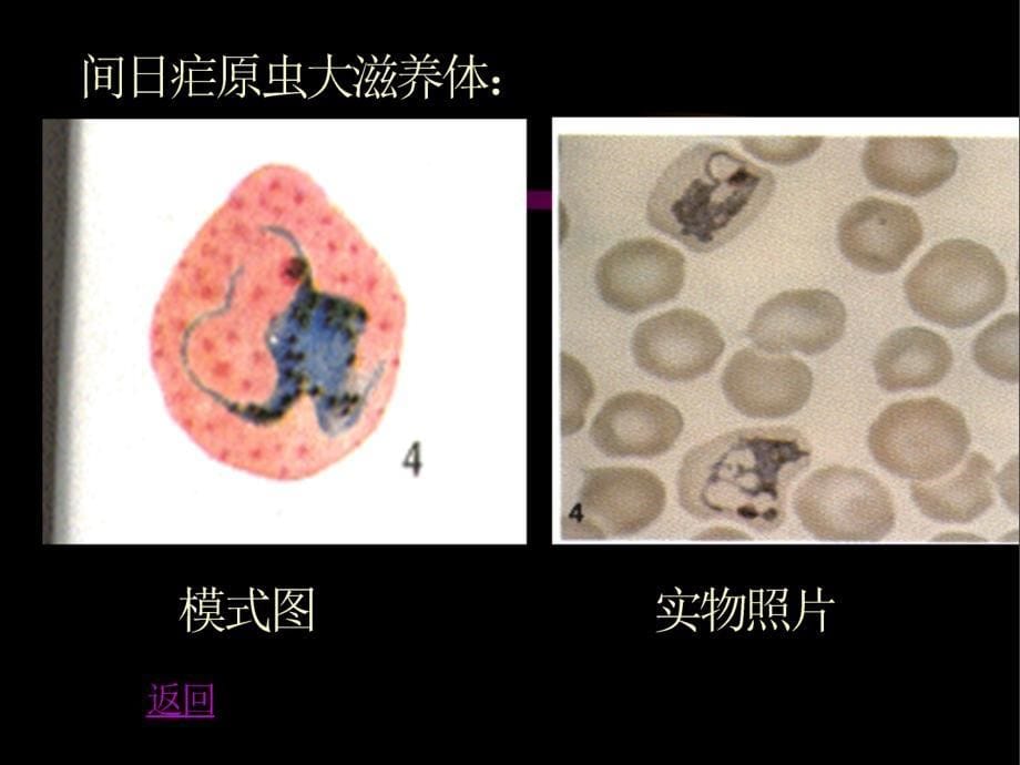 寄生虫--间日疟原虫ppt课件_第5页