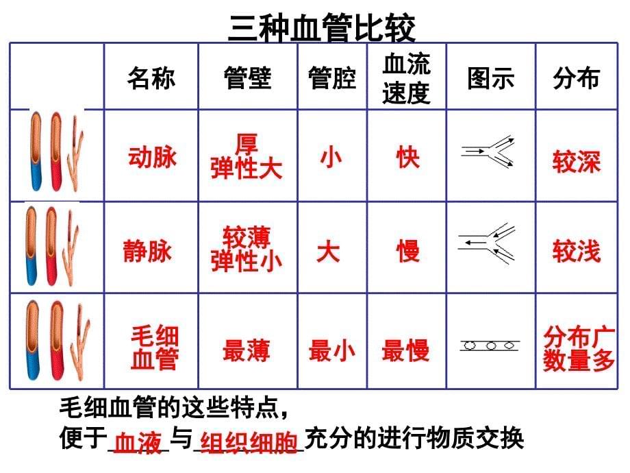 人体内物质的运输复习2016_第5页