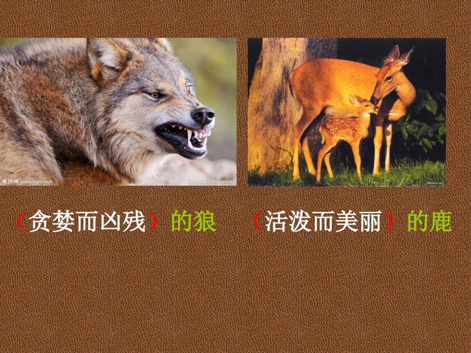 《狼和鹿》第一课时ppt课件_第2页