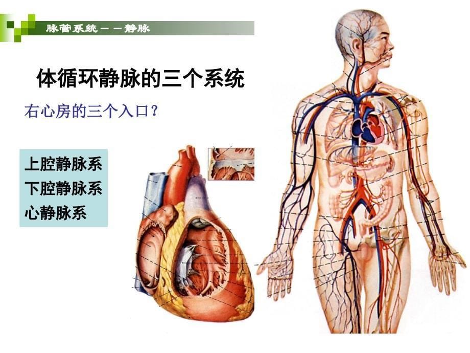 脉管系统-静脉、淋巴ppt课件_第5页