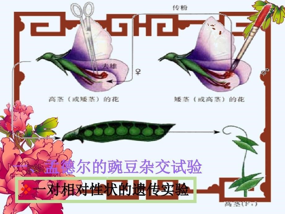 《基因的显性和隐性》课件4（27页）（人教版八年级下）_第5页