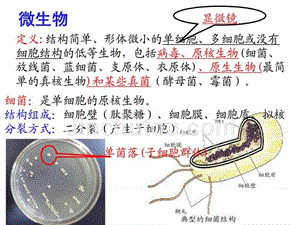 实验1_大肠杆菌的培养和分离2013-9-11emma