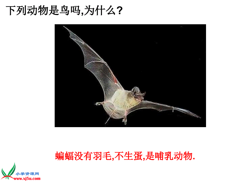 冀教版小学科学六年级上册《鸟类动物特征》课件_第4页