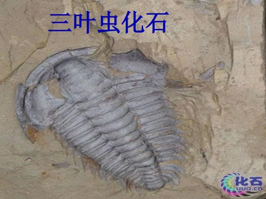 八年级生物下册5.1.2生物进化的证据课件济南版_第5页