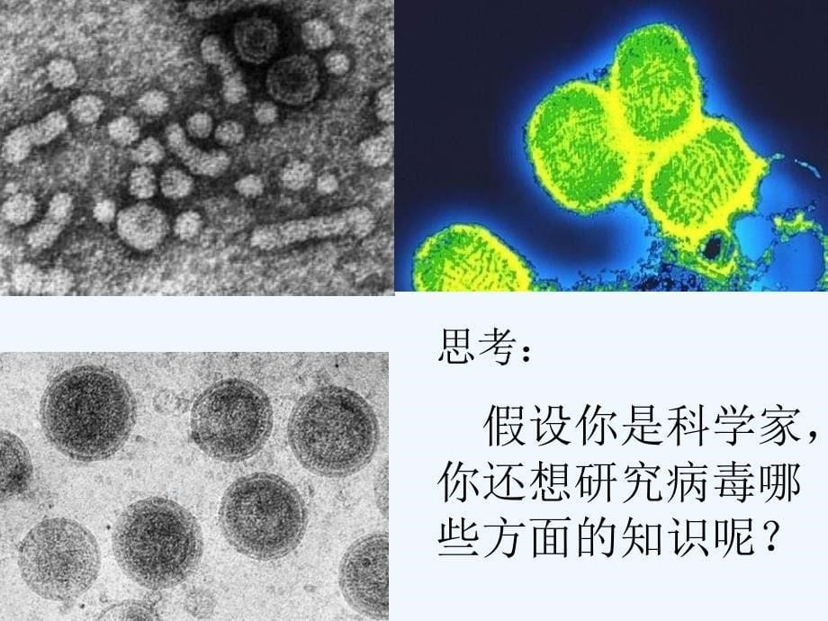 《没有细胞结构的微小生物》课件3（15页）（人教版七年级上）_第5页