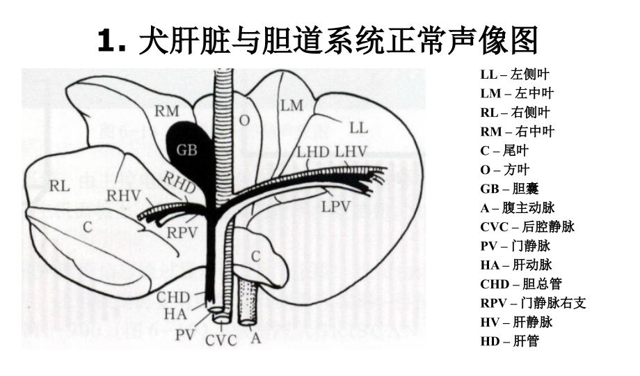 宠物诊疗技术-各脏器声像图特点ppt课件_第2页