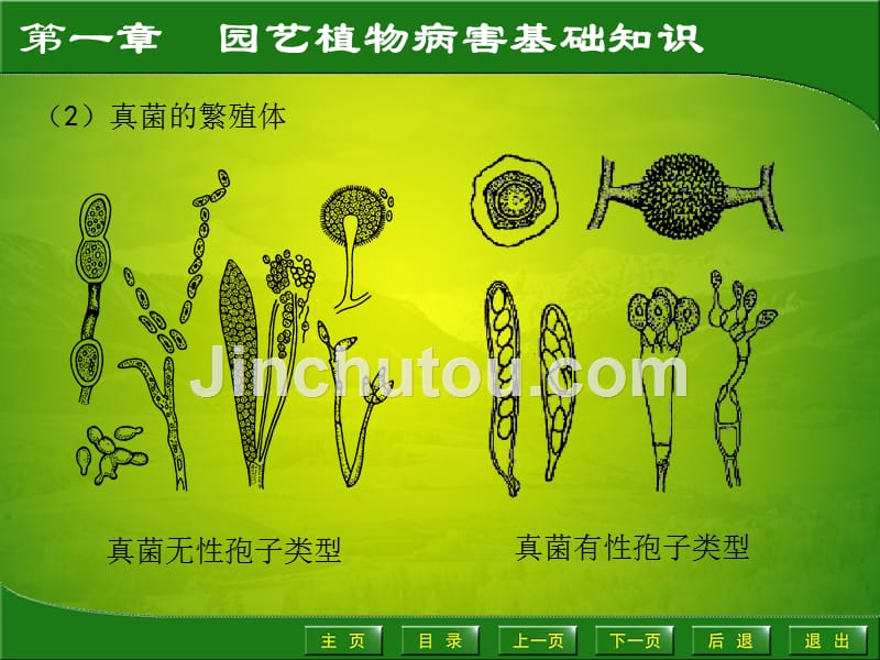 园艺植物病虫害防治1.2_第4页