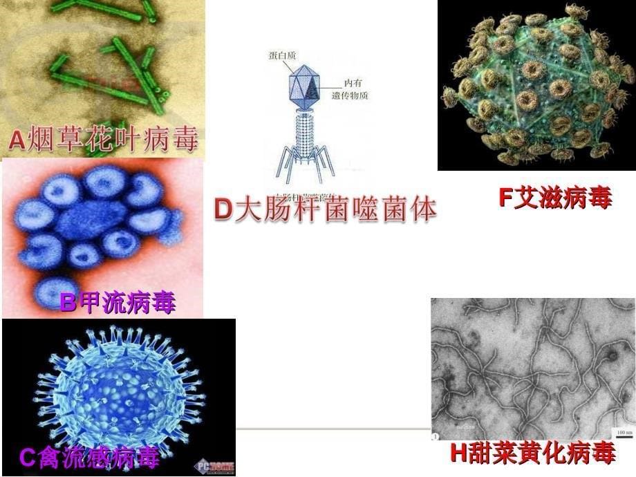 《第五章病毒》ppt课件_第5页