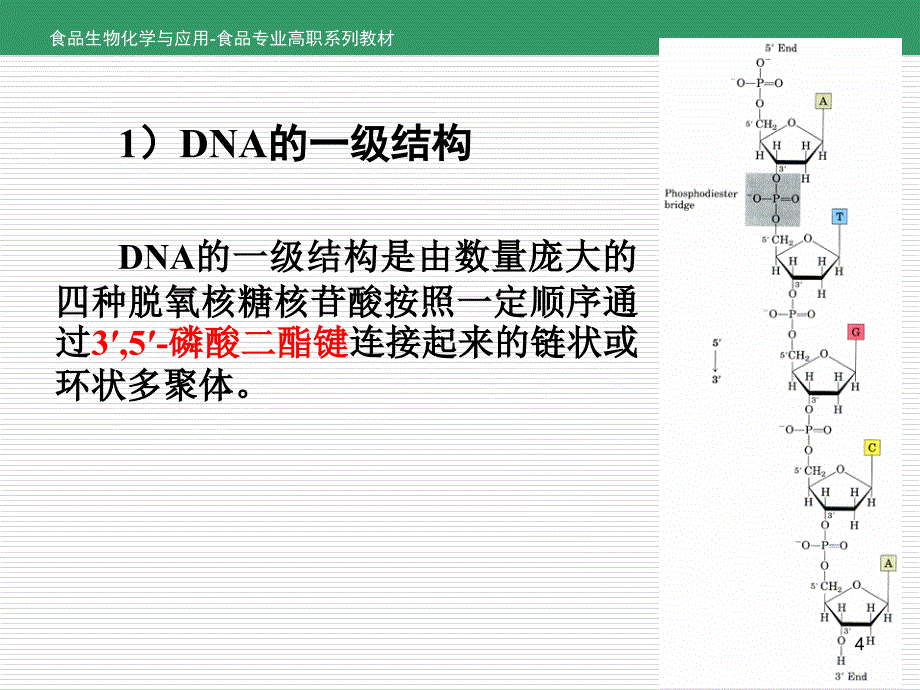 食品生物化学与应用项目6-任务6.2核酸的结构_第4页