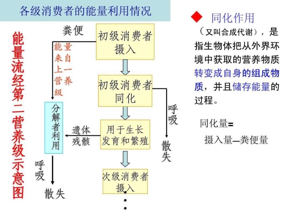 2015高三一轮生态系统的物质循环和能量流动_第4页