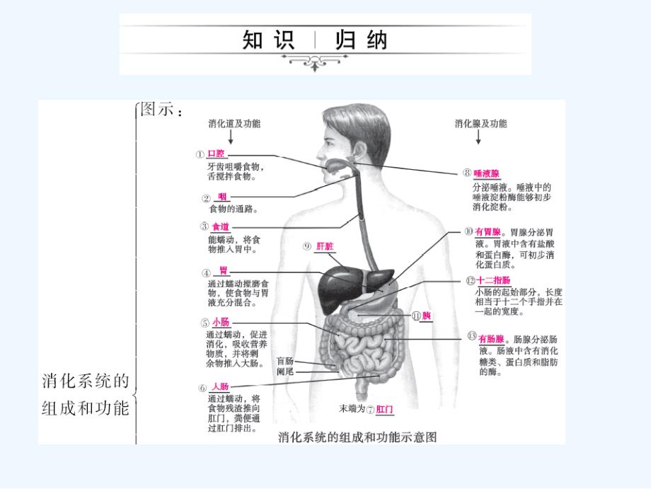 《中考精英》人教版生物第一轮系统复习篇 课件 第二章　人体的营养_第4页